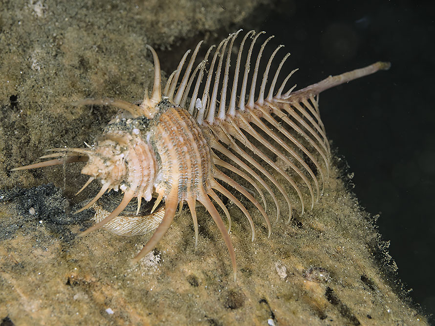 Murex pecten